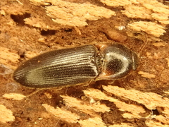Ampedus erythrogonus