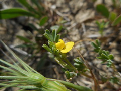Hippocrepis biflora