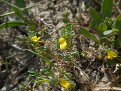 Hippocrepis biflora