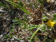 Hippocrepis biflora
