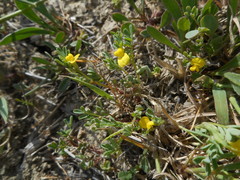 Hippocrepis biflora