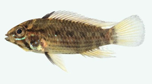 Apistogramma ortmanni