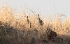 Tympanuchus pallidicinctus