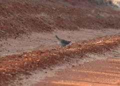 Tympanuchus pallidicinctus