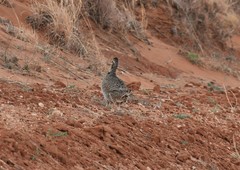 Tympanuchus pallidicinctus