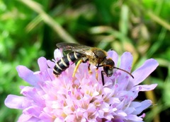 Halictus sexcinctus
