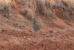 Tympanuchus pallidicinctus