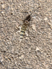 Thermobia domestica