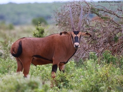 Oryx beisa callotis