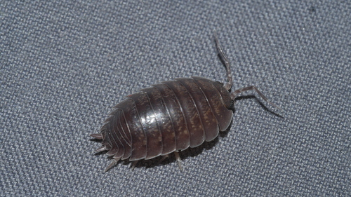 Swift Woodlouse photo 6