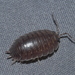 Porcellio laevis - Photo (c) Nathan Jones, μερικά δικαιώματα διατηρούνται (CC BY), uploaded by Nathan Jones