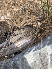 Trimerotropis fontana