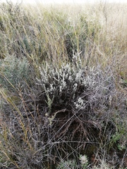 Helichrysum lucilioides