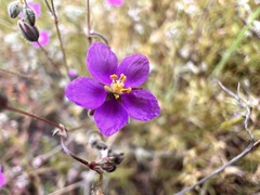 Spergularia purpurea