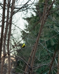 Parus major