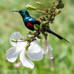 Cinnyris erythrocercus