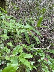 Euonymus leiophloeus