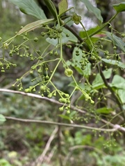 Euonymus leiophloeus