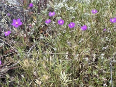 Spergularia purpurea