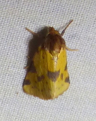 Azenia obtusa