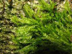 Amblystegium