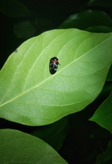 Cosmoscarta exultans