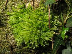Amblystegium