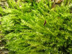 Amblystegium