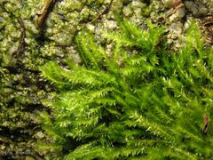 Amblystegium