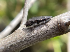 Acmaeodera vandykei