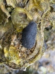 Onchidella floridana