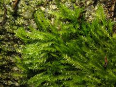 Amblystegium