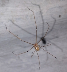 Crossopriza