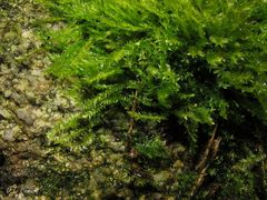 Amblystegium
