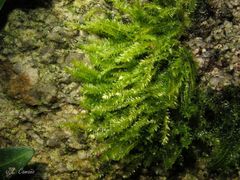 Amblystegium