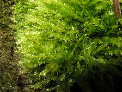 Amblystegium