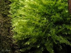 Amblystegium