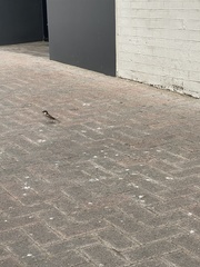 Passer domesticus