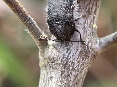 Acmaeodera vandykei