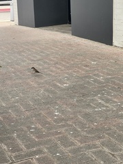 Passer domesticus