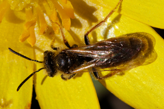 Tarsandrena