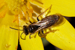 Tarsandrena