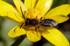 Andrena