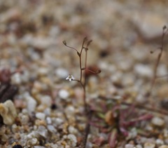 Nemacladus secundiflorus robbinsii