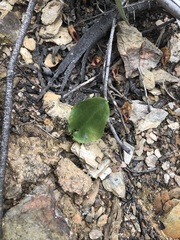 Arisarum simorrhinum
