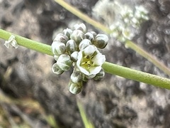 Corrigiola telephiifolia