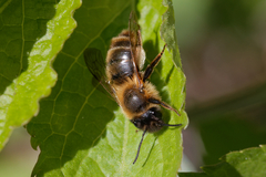 Andrena