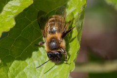 Andrena