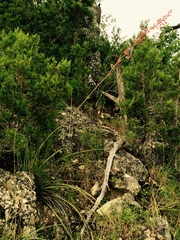 Hesperaloe parviflora