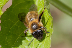 Andrena